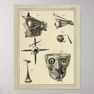 Vintage 1831 Eye Muscles Anatomy Print