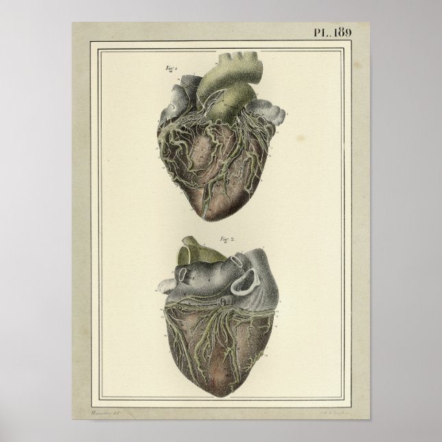 Vintage 1831 Heart Anatomy Print (Front)