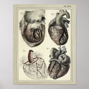 Vintage 1831 Heart Arteries Anatomy Print