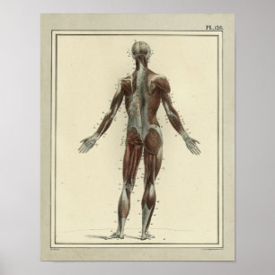 Vintage 1831 Muscles Posterior Anatomy Print