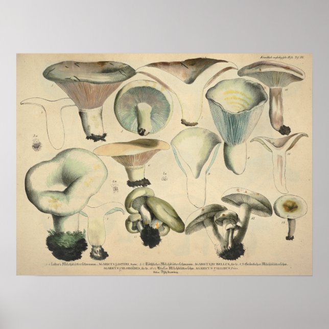 Vintage 1831 Mushroom Variety Blue Brown Print (Front)