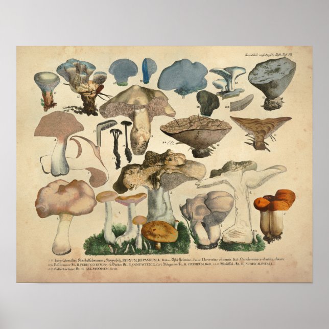 Vintage 1831 Mushroom Variety Blue Brown Print (Front)