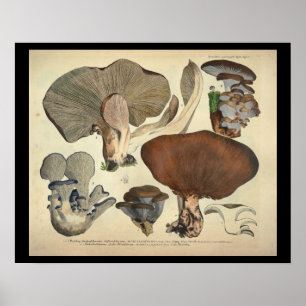 Vintage 1831 Mushroom Variety Blue Brown Print