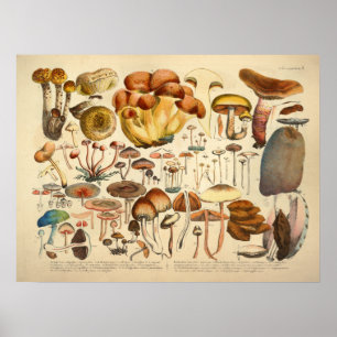 Vintage 1831 Mushroom Variety Brown Blue Print