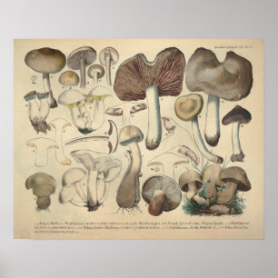 Vintage 1831 Mushroom Variety Brown Cap Print