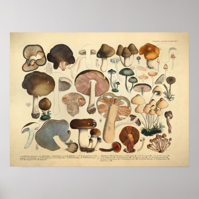 Vintage 1831 Mushroom Variety Brown Red Print (Front)