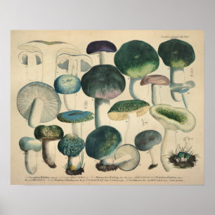 Vintage 1831 Mushroom Variety Green Blue Print