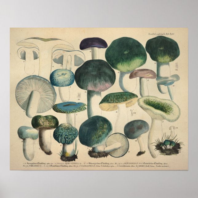 Vintage 1831 Mushroom Variety Green Blue Print (Front)