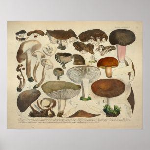 Vintage 1831 Mushroom Variety Green Brown Print