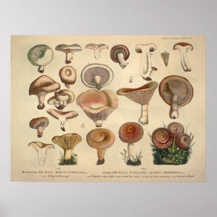 Vintage 1831 Mushroom Variety Green Brown Print