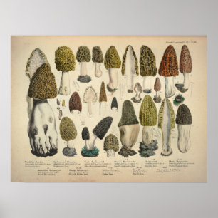 Vintage 1831 Mushroom Variety Green Brown Print
