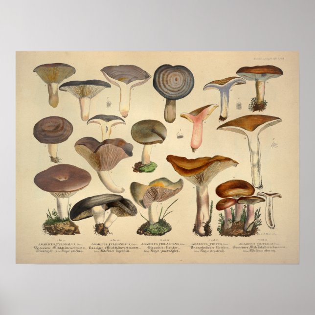 Vintage 1831 Mushroom Variety Green Brown Print (Front)