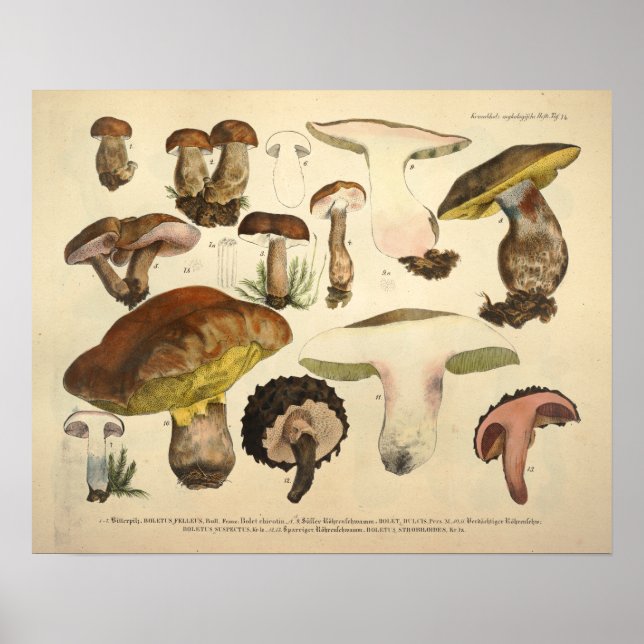 Vintage 1831 Mushroom Variety Green Brown Print (Front)