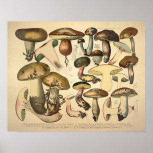 Vintage 1831 Mushroom Variety Green Brown Print