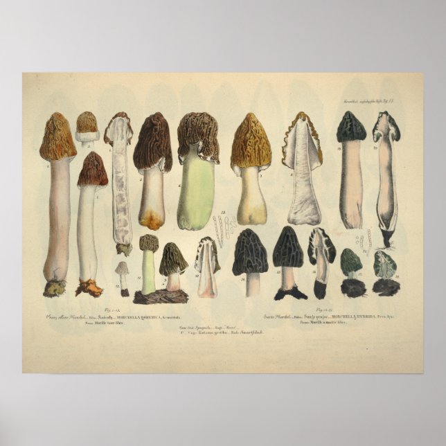 Vintage 1831 Mushroom Variety Green Brown Print (Front)