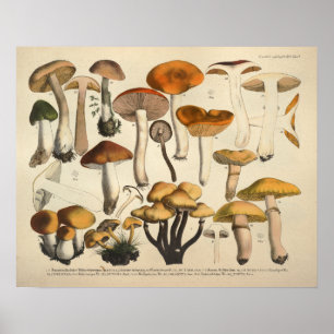 Vintage 1831 Mushroom Variety Green Brown Print