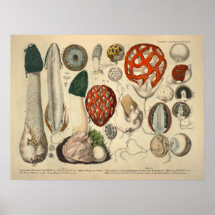 Vintage 1831 Mushroom Variety Green Red Print