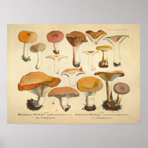 Vintage 1831 Mushroom Variety Orange Yellow Print