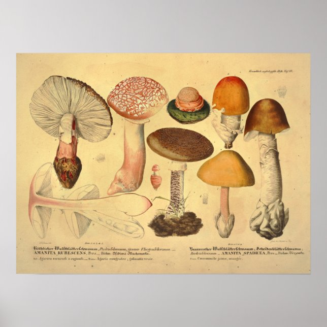 Vintage 1831 Mushroom Variety Orange Yellow Print (Front)