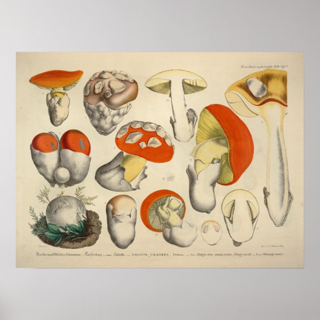 Vintage 1831 Mushroom Variety Orange Yellow Print (Front)
