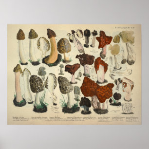Vintage 1831 Mushroom Variety Red Brown Print