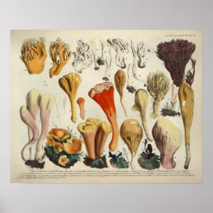 Vintage 1831 Mushroom Variety Red Brown Print