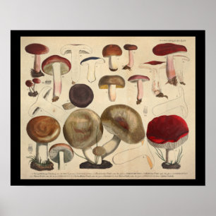 Vintage 1831 Mushroom Variety Red Brown Print