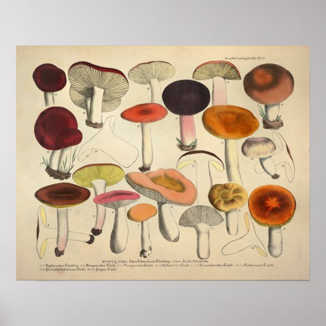 Vintage 1831 Mushroom Variety Red Orange Print (Front)