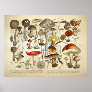 Vintage 1831 Mushroom Variety Red Yellow Print