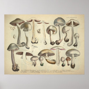 Vintage 1831 Mushroom Variety White Brown Print