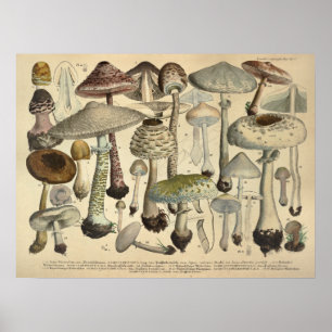 Vintage 1831 Mushroom Variety White Brown Print