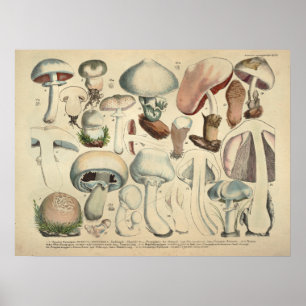 Vintage 1831 Mushroom Variety White Cap Print