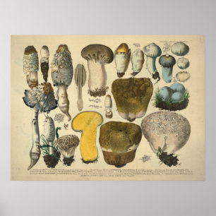 Vintage 1831 Mushroom Variety Yellow Brown Print
