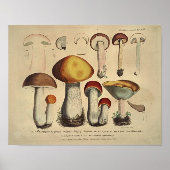 Vintage 1831 Mushroom Variety Yellow Brown Print (Front)