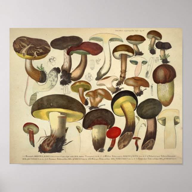Vintage 1831 Mushroom Variety Yellow Brown Print (Front)
