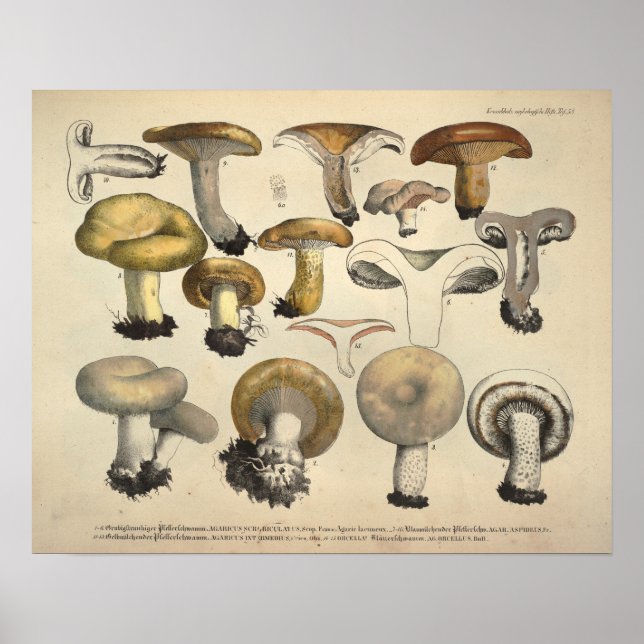 Vintage 1831 Mushroom Variety Yellow Brown Print (Front)