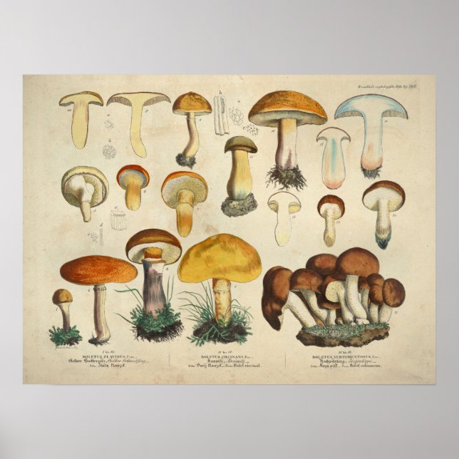 Vintage 1831 Mushroom Variety Yellow Brown Print (Front)