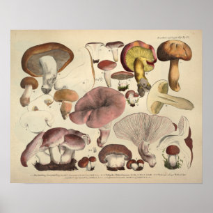Vintage 1831 Mushroom Variety Yellow Brown Print