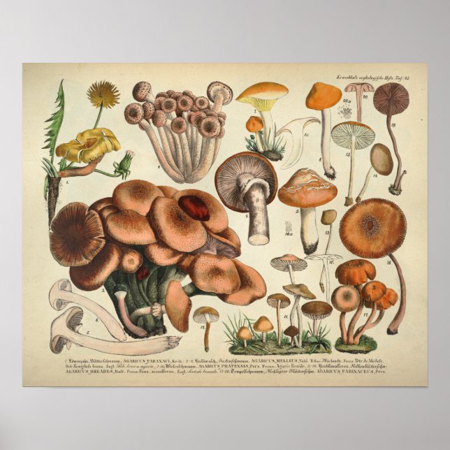 Vintage 1831 Mushroom Variety Yellow Brown Print (Front)