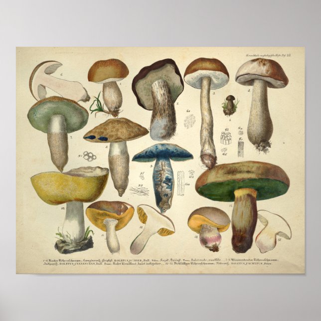 Vintage 1831 Mushroom Variety Yellow Green Print (Front)