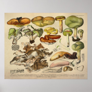 Vintage 1831 Mushroom Variety Yellow Green Print