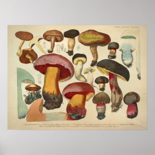 Vintage 1831 Mushroom Variety Yellow Red Print