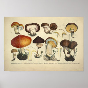 Vintage 1831 Mushroom Variety Yellow Red Print