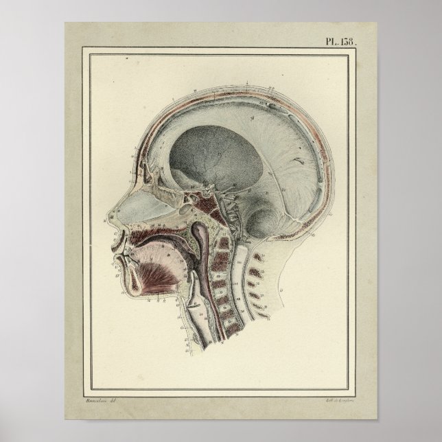 Vintage 1831 Skull Spine Anatomy Print (Front)