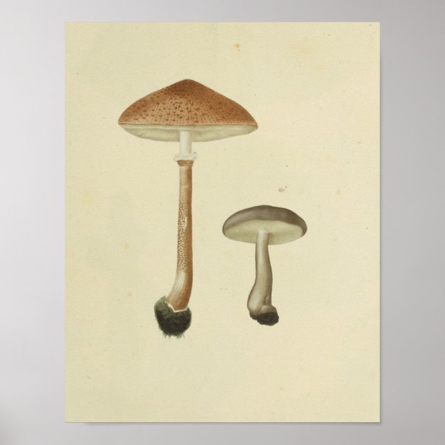 Vintage 1841 Brown Cap Mushrooms Art Print (Front)
