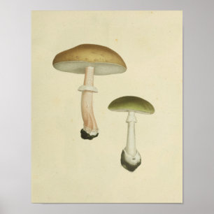 Vintage 1841 Brown Green Mushrooms Art Print