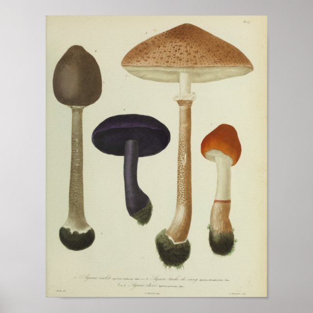 Vintage 1841 Purple Brown Mushrooms Art Print (Front)