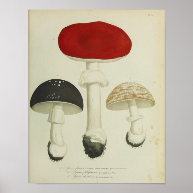 Vintage 1841 Red Black Mushrooms Art Print (Front)