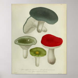 Vintage 1841 Red Blue Green Mushrooms Art Print