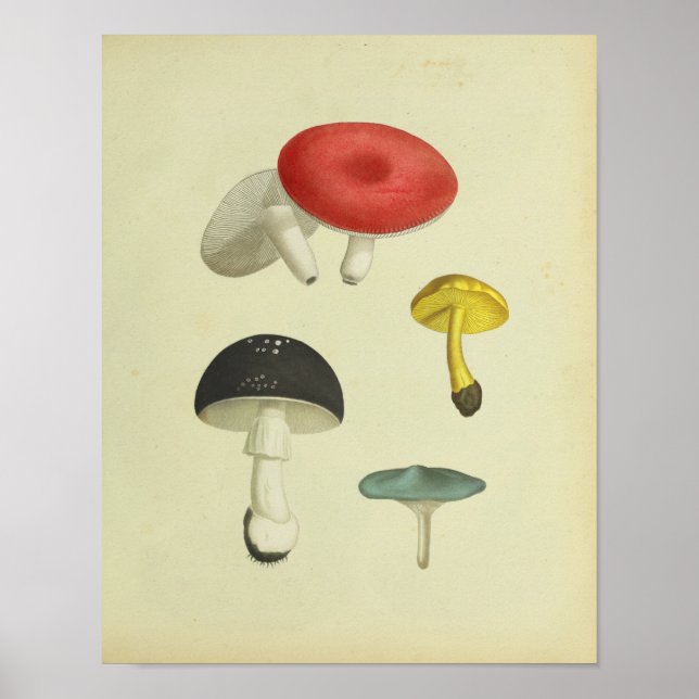 Vintage 1841 Red Blue Yellow Mushrooms Art Print (Front)